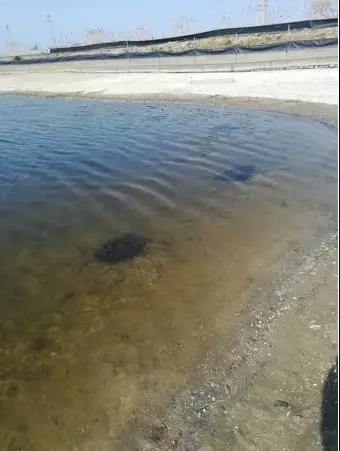 非常时期、特殊措施！给养蟹的朋友提个醒