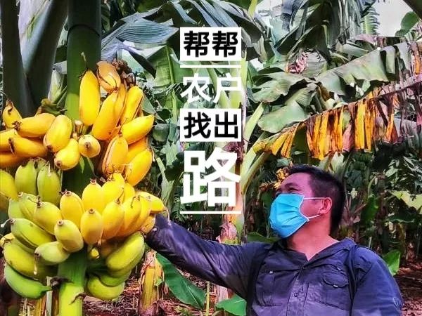 广东这个温厚的小城近三十万亩农产品滞销