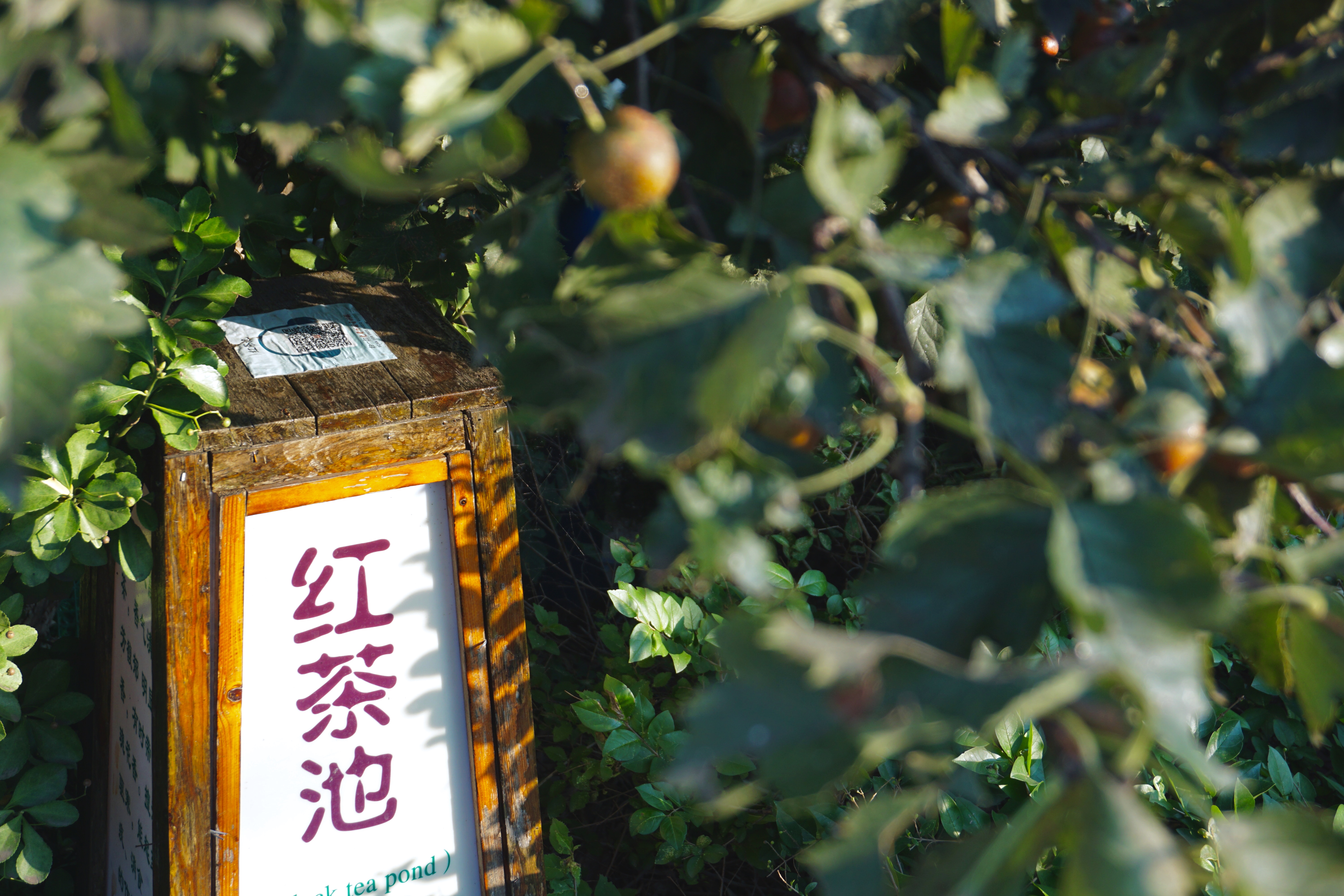 疫情过后一定要去西双版纳,疫情过后一定要来苏州喝奶茶