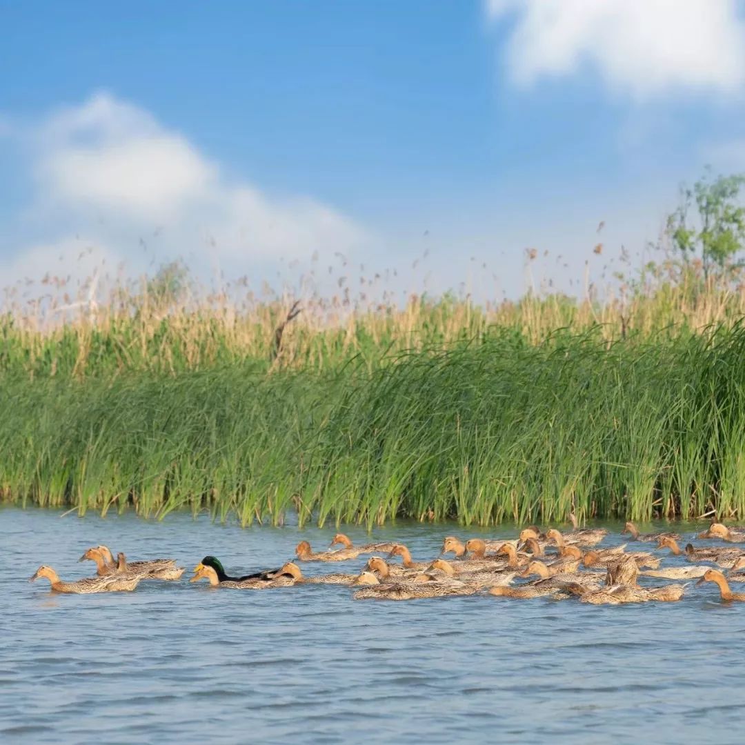 高邮吃咸鸭蛋,咸鸭蛋高邮