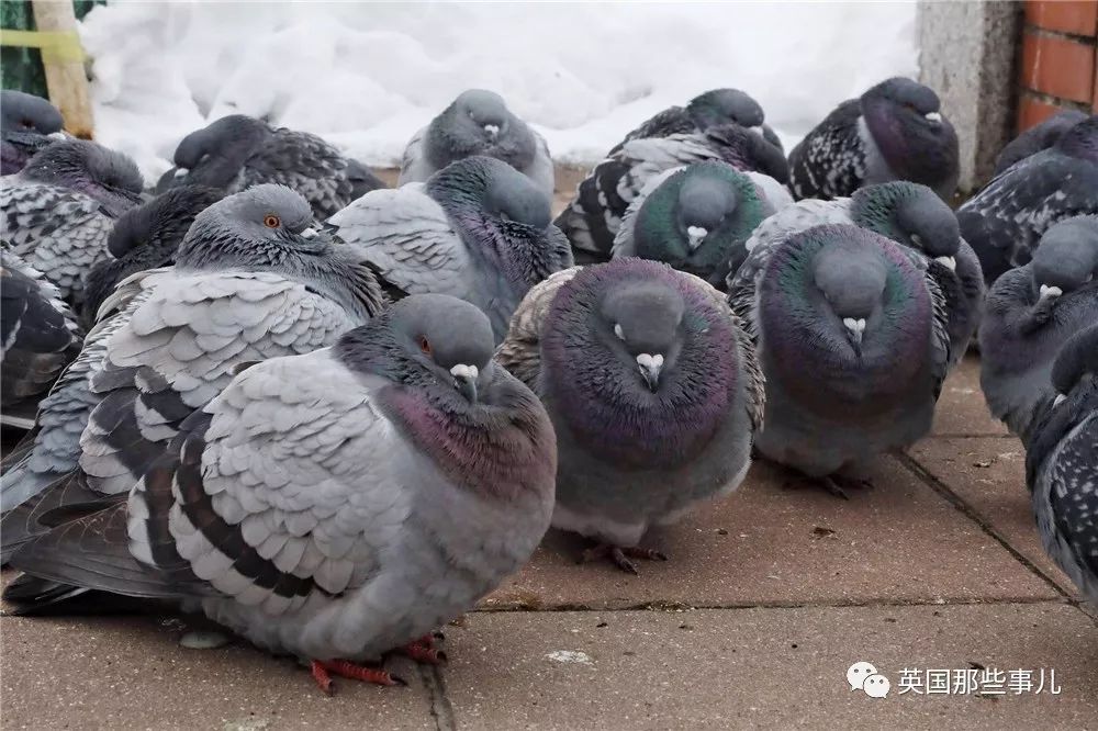 同样是冬天胖成球，凭什么鸟球就这么可爱