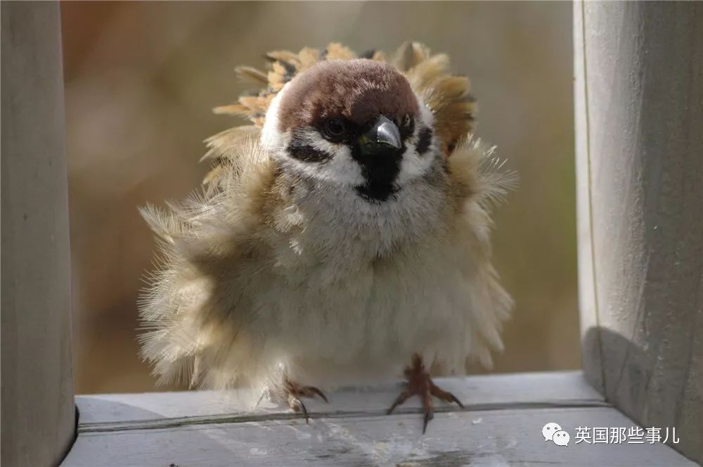 同样是冬天胖成球,凭什么鸟球就这么可爱