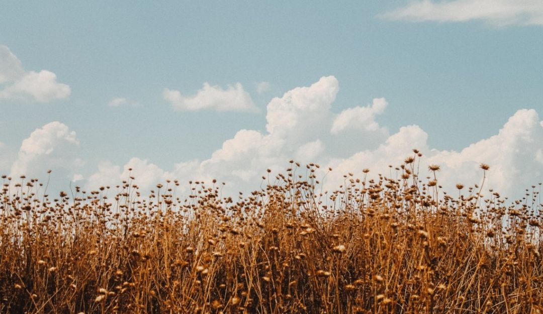 大家的青春是什么,大家的青春