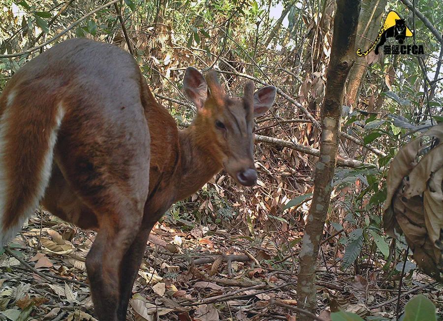 盘点被吃灭绝的动物,被吃最惨的外来物种