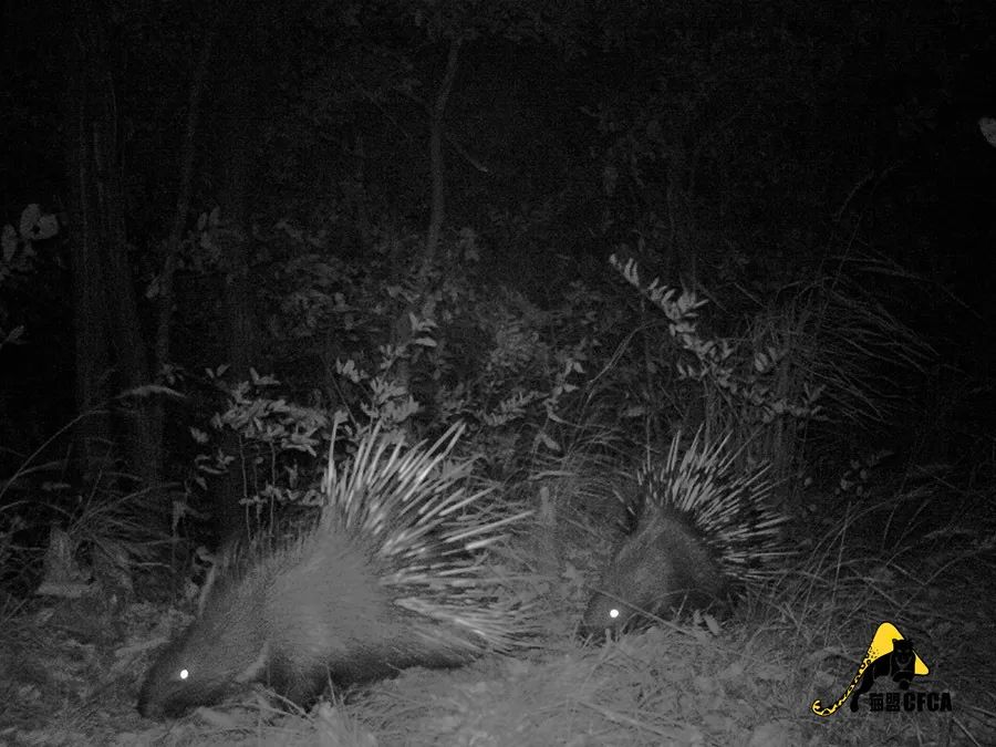 盘点被吃灭绝的动物,被吃最惨的外来物种