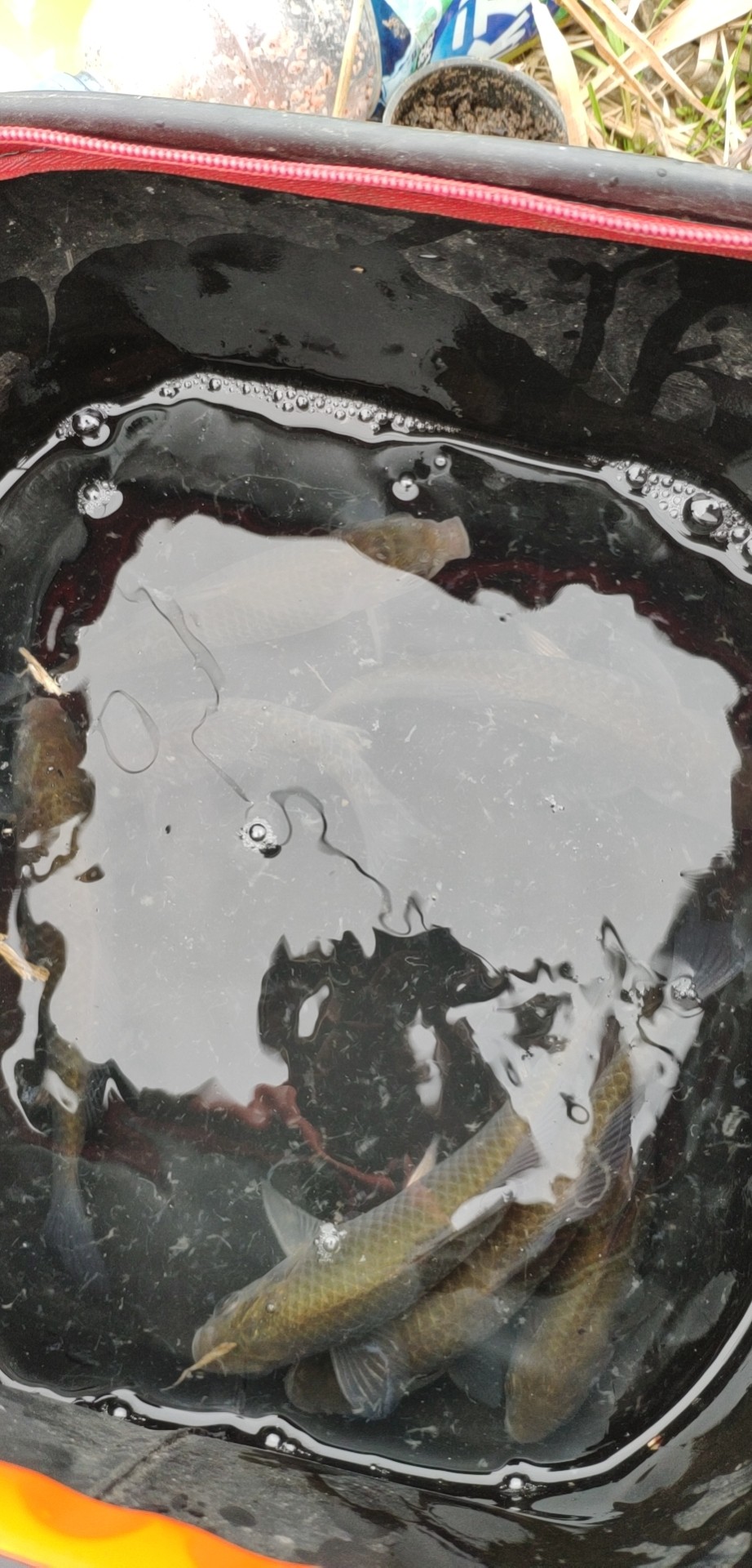 本人野钓经验总结范文怎么写,万峰湖野钓经验