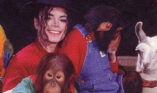 杰克逊的猩猩后来怎么样了,迈克尔杰克逊的大猩猩现状