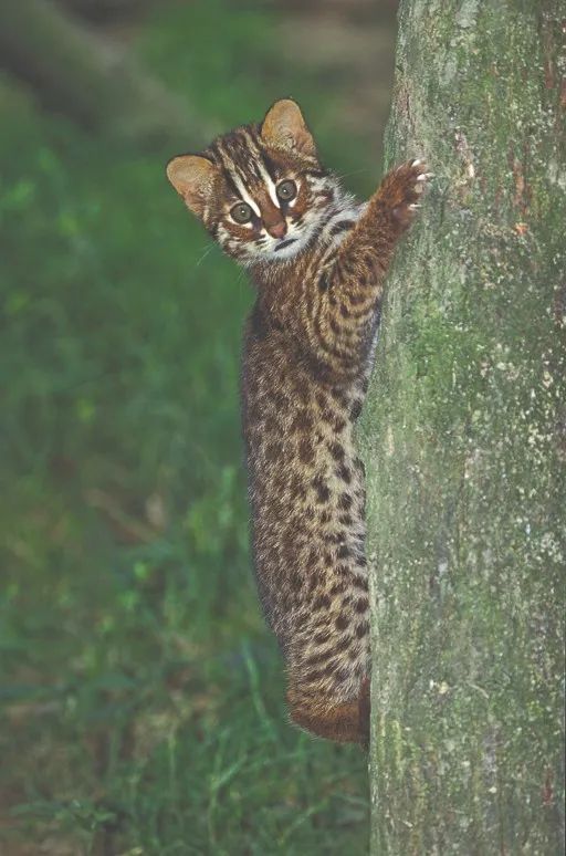 快看，这些荒野之猫