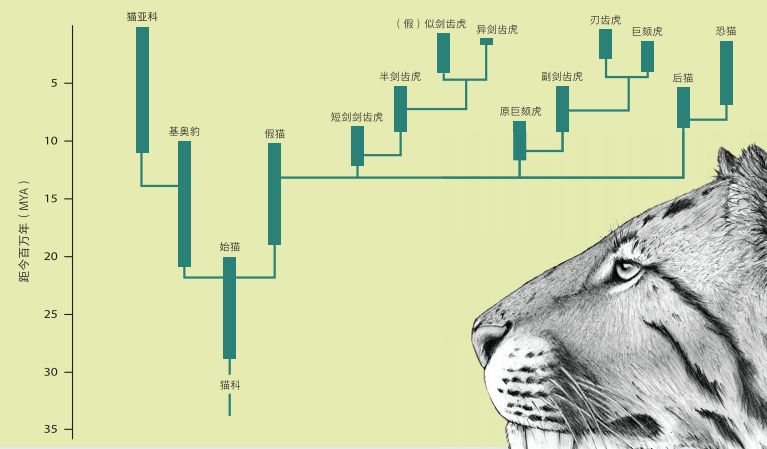 快看，这些荒野之猫