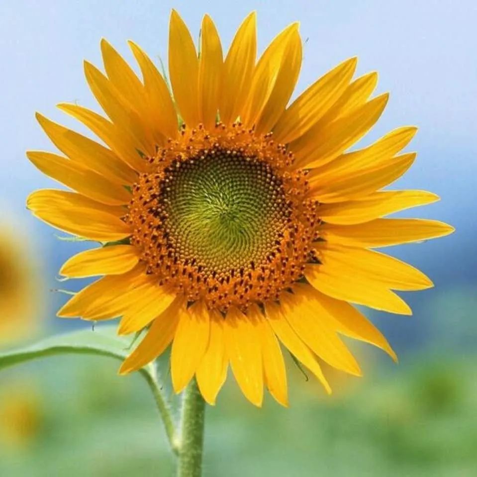 微信朋友圈38条,疫情下的38度朋友圈