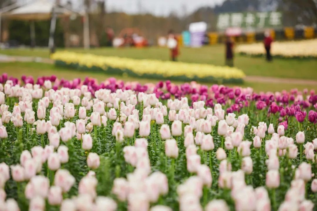成都的景点都正常开放吧,现在成都有哪些景区免费