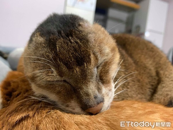 耳朵长瘤动手术,耳朵长瘤切除