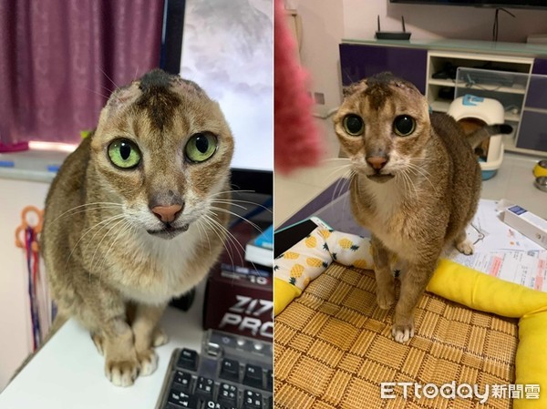 耳朵长瘤动手术,耳朵长瘤切除