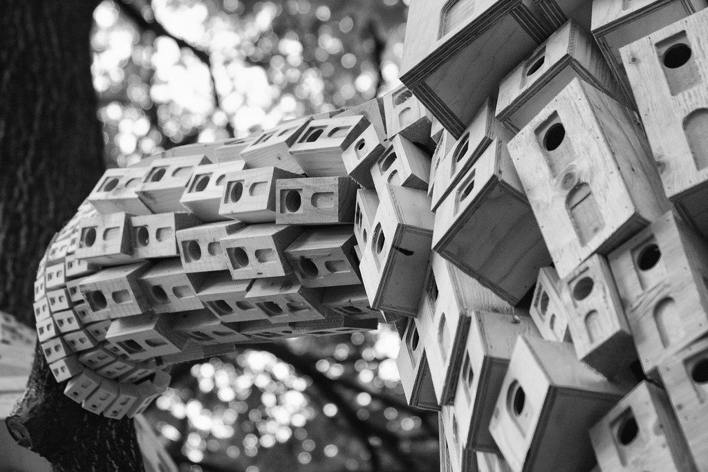 一年一度的植树,现在正在植树的视频