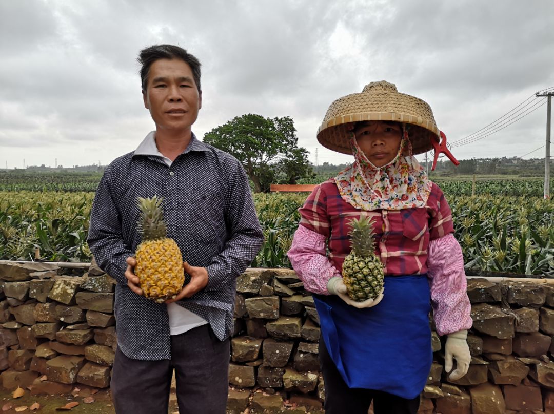 战疫助农在行动努力卖枇杷,战疫助农安徽省贫困县优质农产品