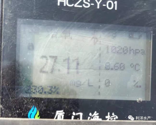 春季海参网箱放多大苗,网箱海参苗化皮的原因