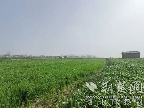 已全面掀起春耕备耕热潮,湖北农机促春耕视频