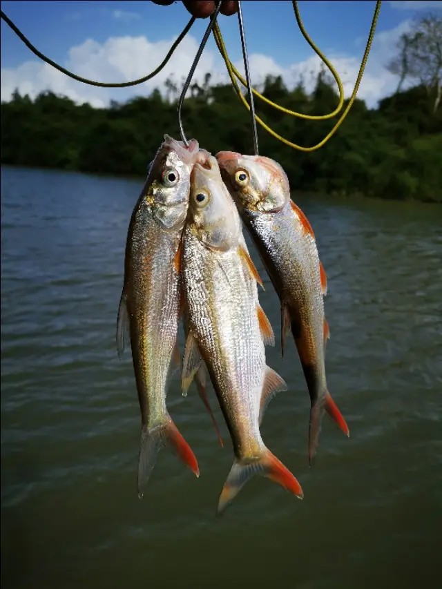 路亚一步到位还是循序渐进好,摸索反思