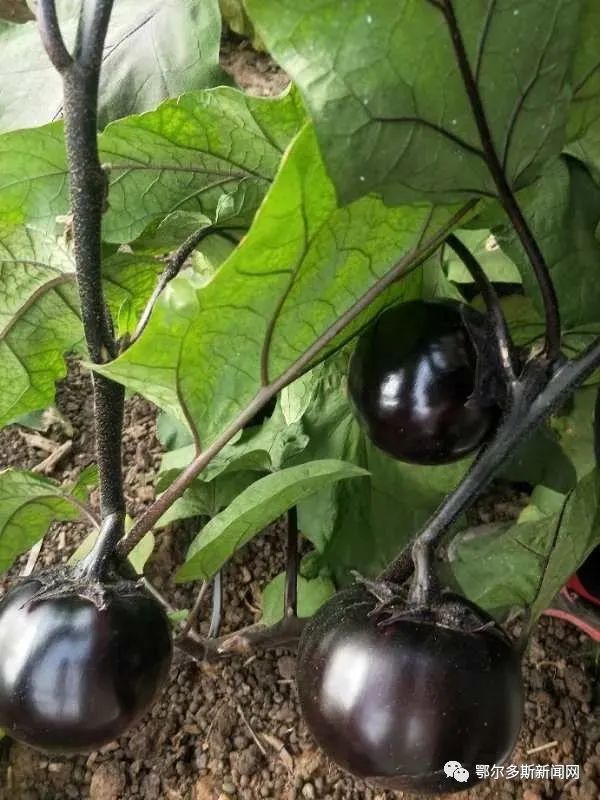 鄂尔多斯这个村放大招，公鸡也能认养了！｜推农品促增收