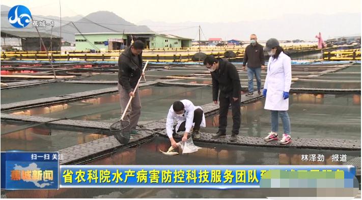 春季大黄鱼病害问题如何防治？别急，省农科院专家为您支招