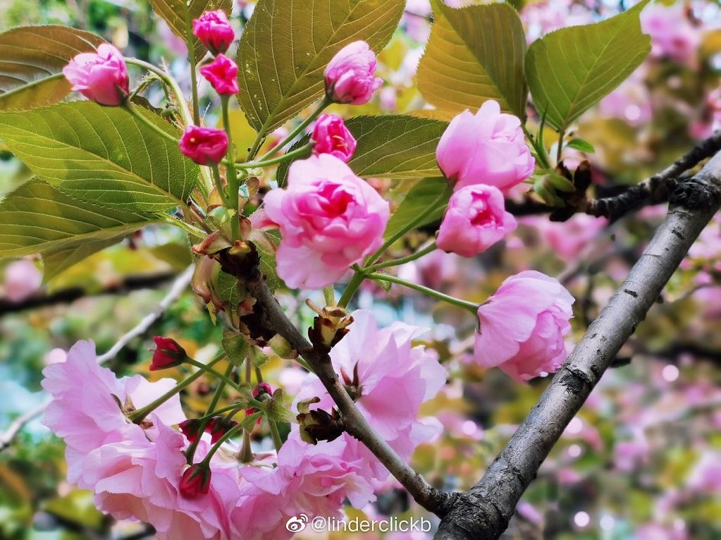 武大樱花雨现场,武大樱花周日还有票吗