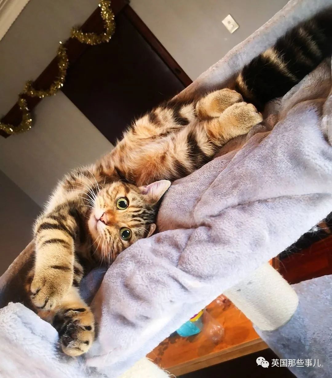 高颜值会笑的橘猫,又可爱又萌萌哒的小橘猫