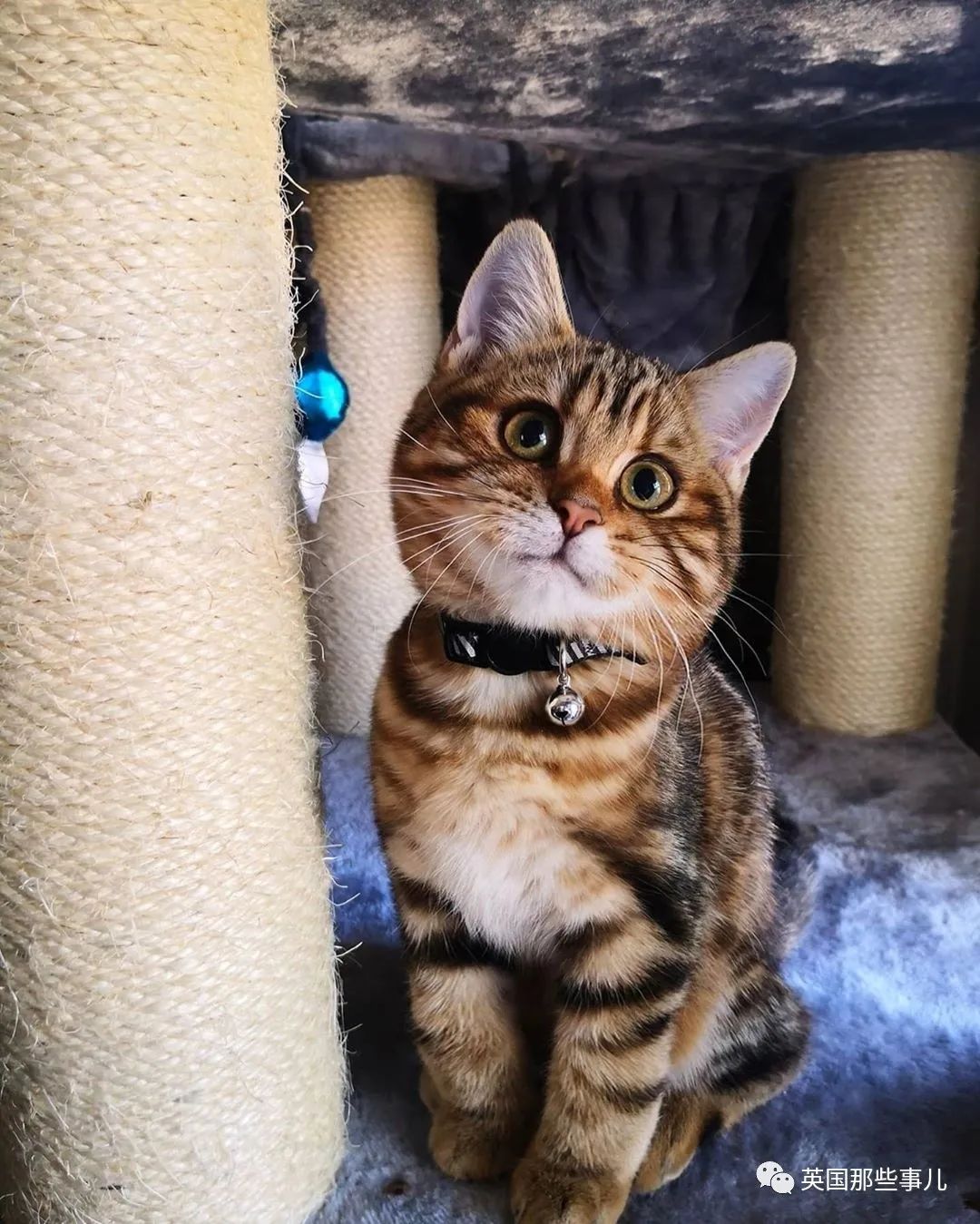 高颜值会笑的橘猫,又可爱又萌萌哒的小橘猫