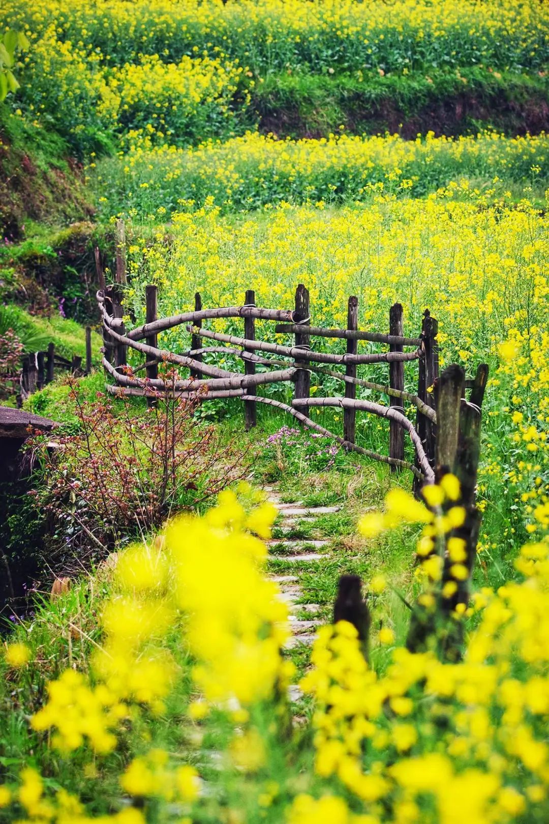 2020春季赏花指南,中国春色,满血复活