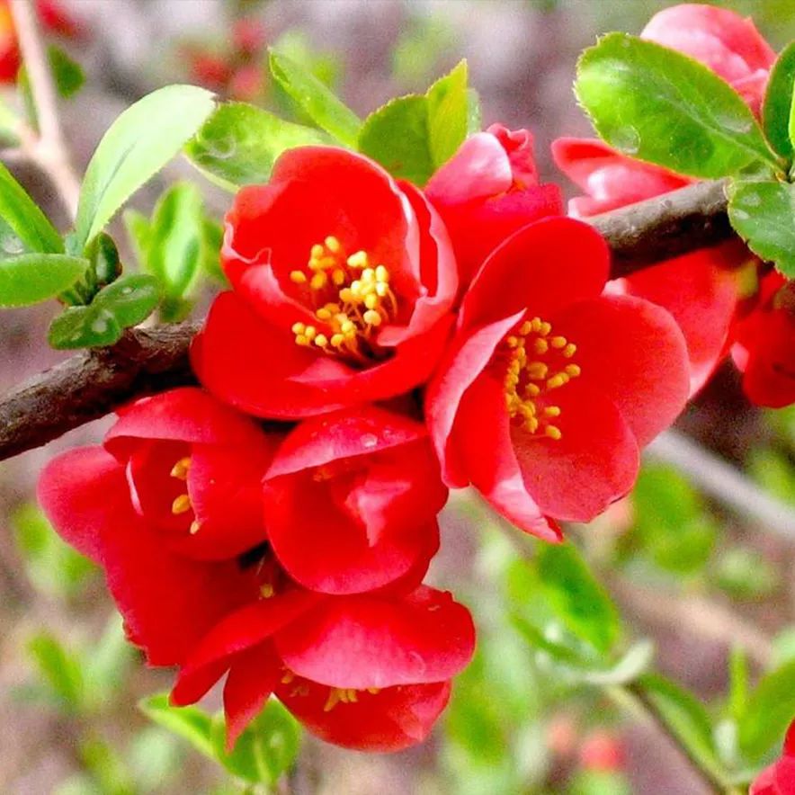 2020春季赏花指南,中国春色,满血复活