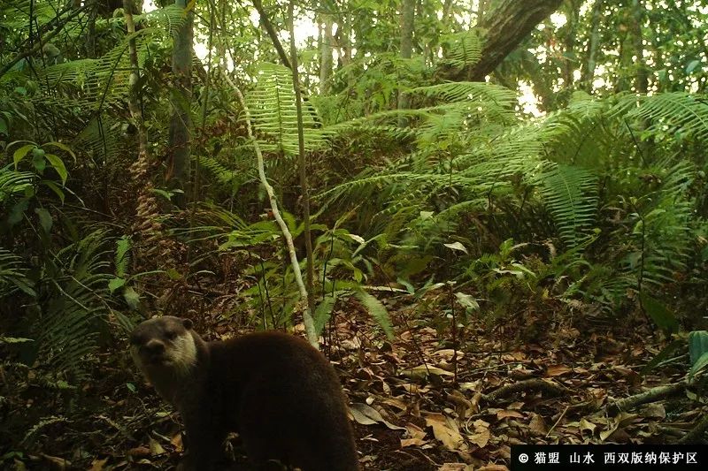 可再生的水电,永不复生的家园