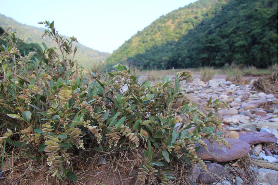 可再生的水电,永不复生的家园