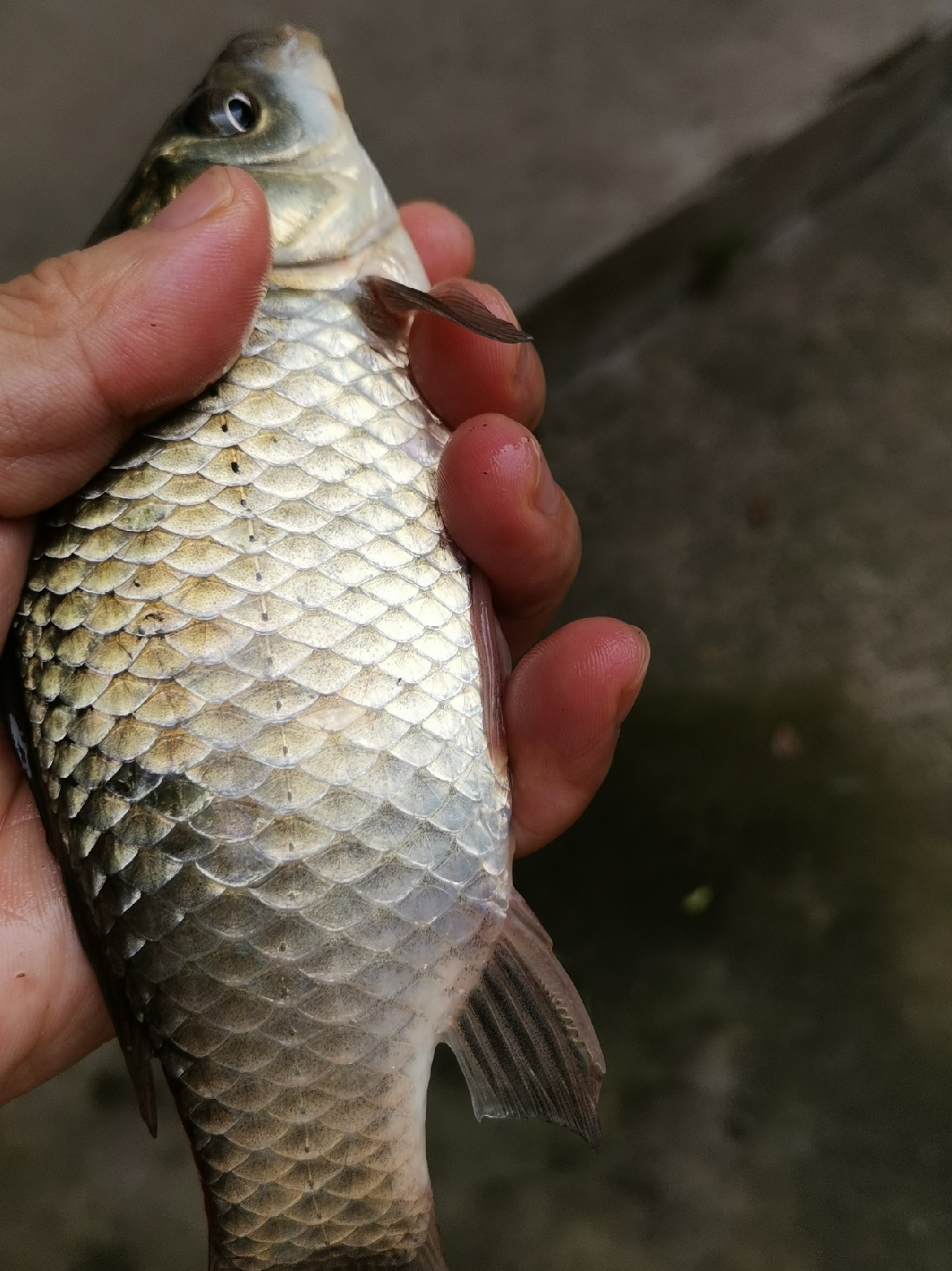 春天红虫钓鱼实战测试,春天矶竿滑漂钓鲫鱼视频