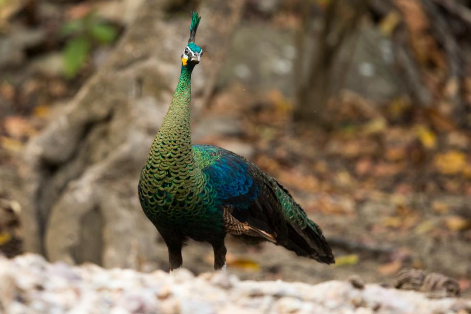 自然之友保护绿孔雀,绿孔雀保护措施