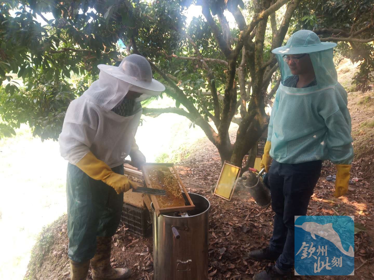 小董镇诱蜂,小董镇招人