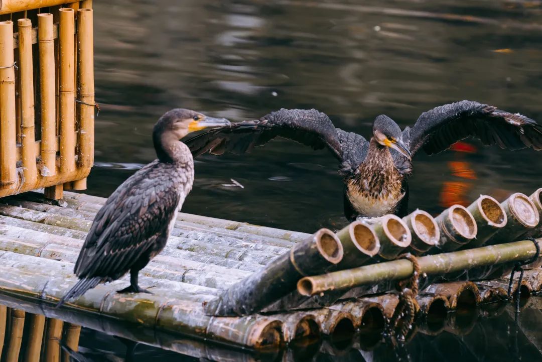 成都黄龙溪古镇美景竖屏,黄龙溪古镇小景