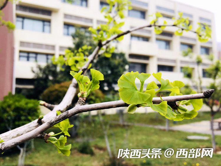 西安浐灞欧亚中学最新消息,春天里的陕西