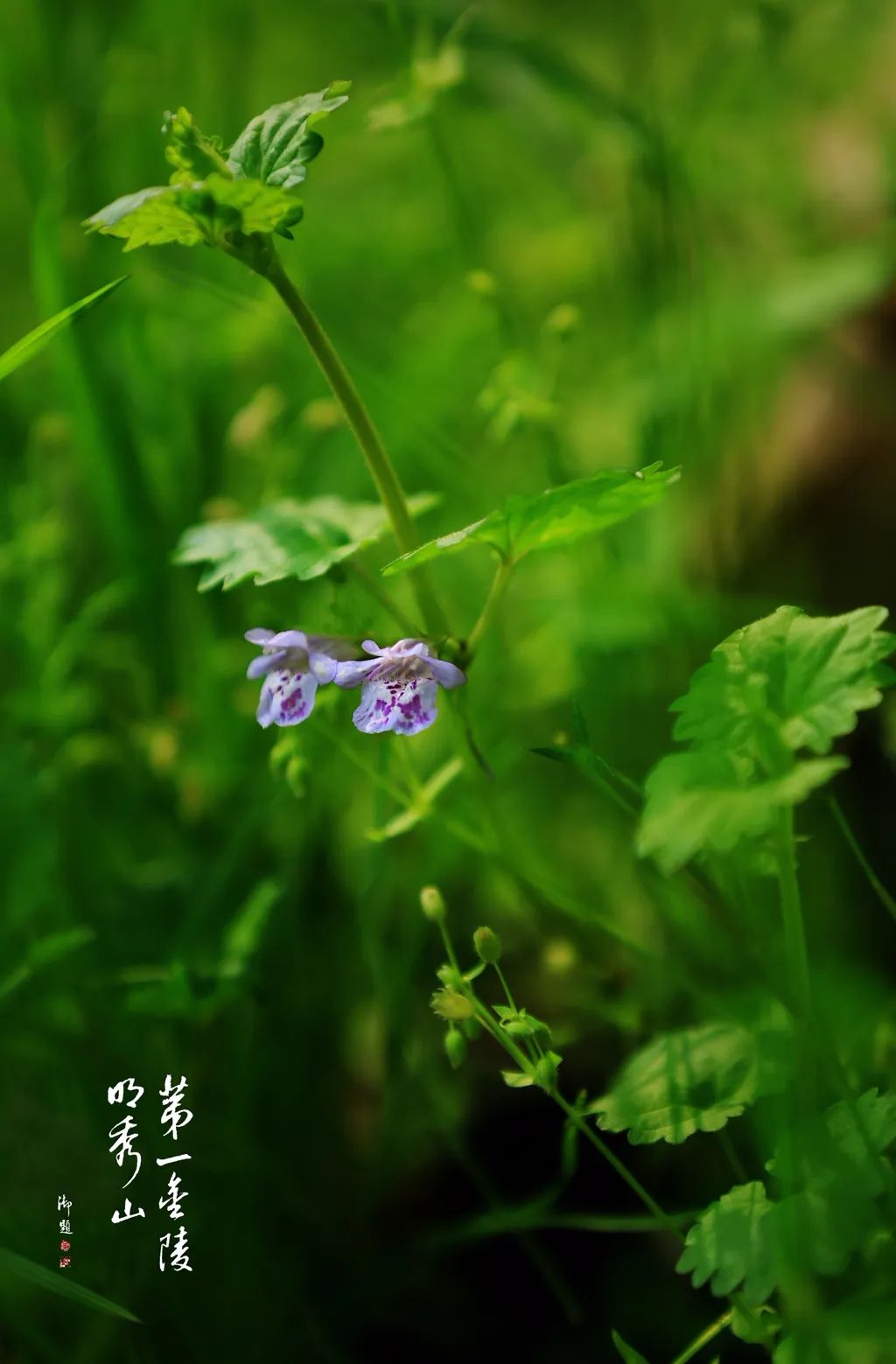 栖霞山植物百科视频,栖霞山上的植物