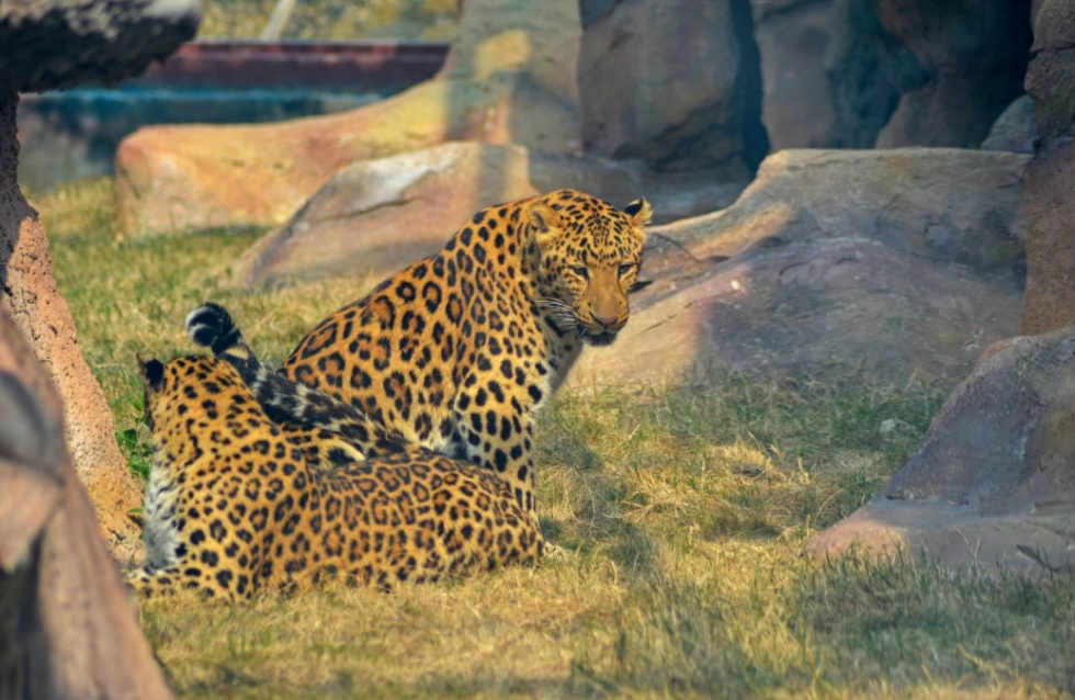 福清永鸿野生动物园玩几个小时,福清永鸿野生动物世界要玩多久
