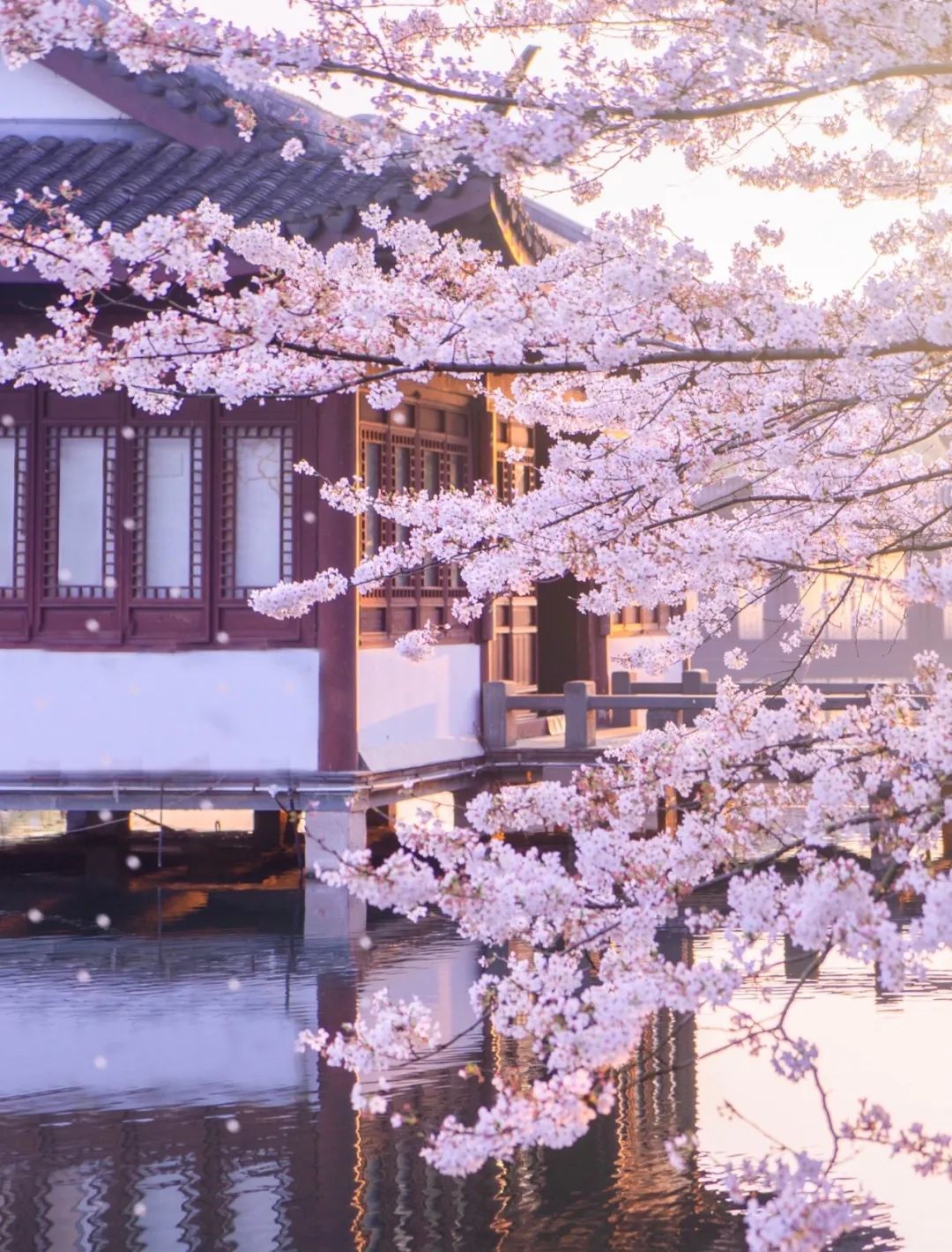 武汉终于解封！待到樱花再开时，相约这座英雄城市可好？