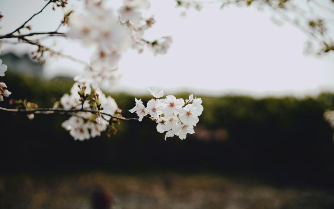 武汉终于解封！待到樱花再开时，相约这座英雄城市可好？