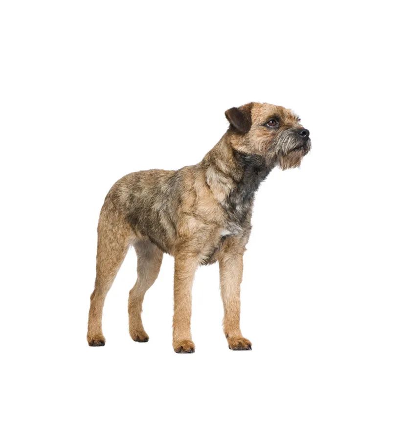 「FM889」定了！这48类烈性犬在滨州城市建成区禁养！5月1日起施行