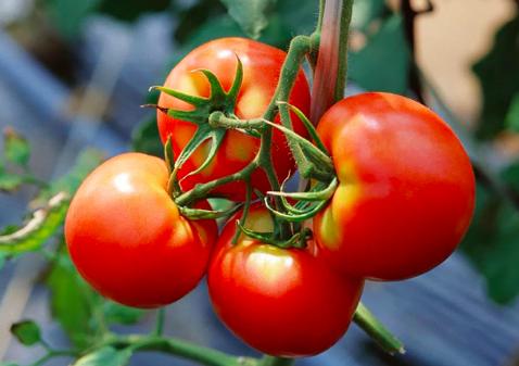 买回来樱桃如何在冰箱保鲜存放,樱桃怎样储存在冰箱里能保鲜多久