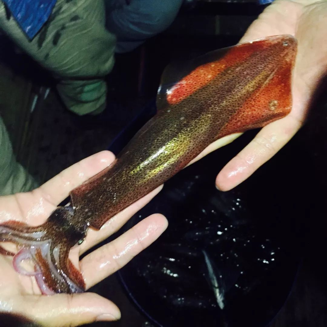 防城港休渔期海鲜贵吗,防城港休渔期时间表