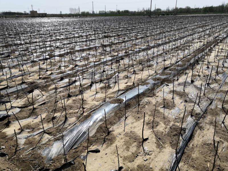 村集体经济发展逆袭之路,经济薄弱村的转型之路