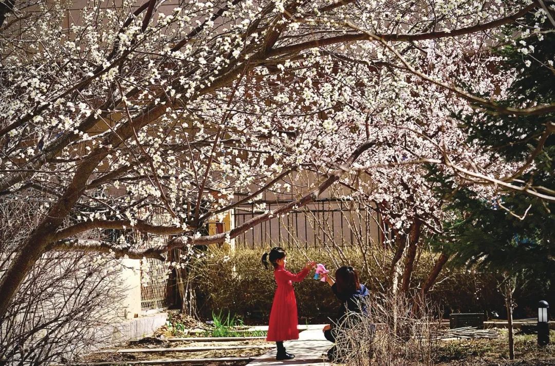 早安乌兰察布市,早安内蒙古