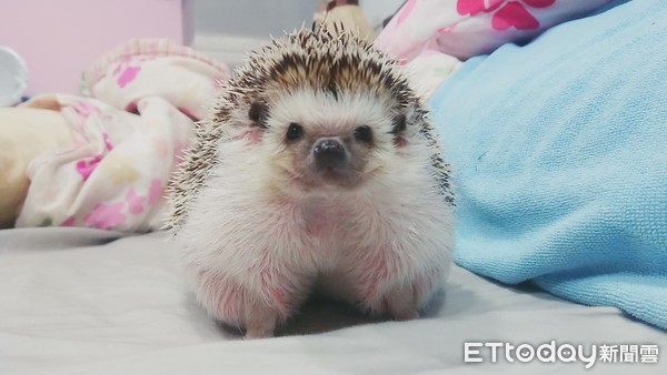 刺猬1.2kg胖成球　兽医惊讶没见过