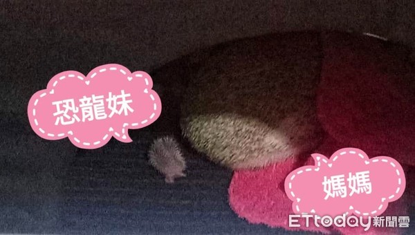 刺猬1.2kg胖成球　兽医惊讶没见过