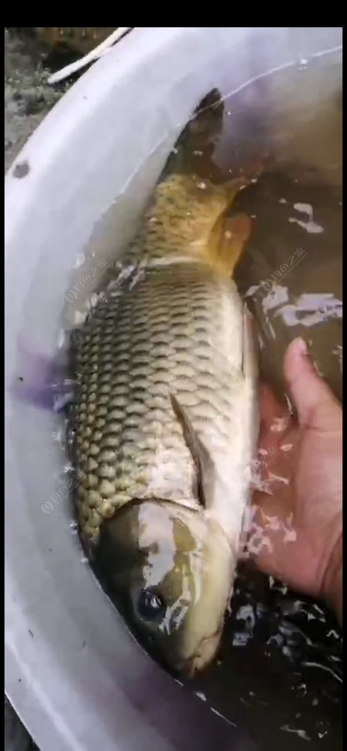 北方11-12月野钓策略,冬季野河野钓思路