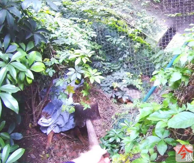 龙屯桥底闻到恶臭，绿化丛中惊现白布，布满苍蝇！绿化女工当即报警