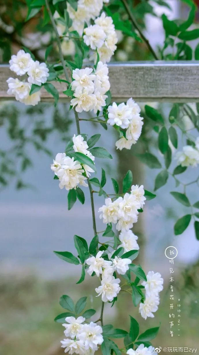 花漾秦淮|最是一年春好处，木香盛放醉秦淮